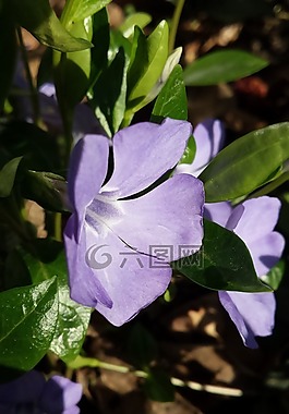 花,绿色,春