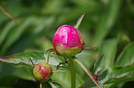 花,冰球,花蕾