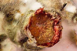 schimmelpilz,发霉,发霉的水果