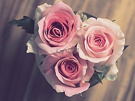 玫瑰,花,花瓣