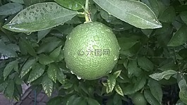 橙色,绿色,水果