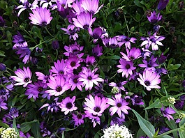 紫色的花朵,丁香花,春