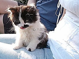 小猫,黑与白,人