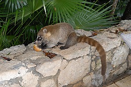 墨西哥,假期,坎昆