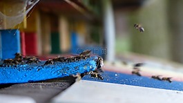 蜂箱,蜜蜂 apiformes,膜翅目膜翅目