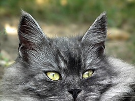 猫,猫的眼睛,可爱