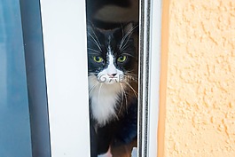 猫,绿色的眼睛,可爱