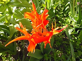 花,红色,橙色