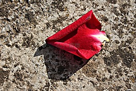 花瓣,红色,罗莎