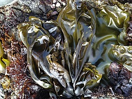 海藻,海,岸