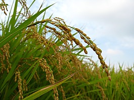 稻穗,秋季,收获