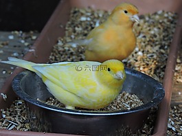 鸟,黄色,百鸟