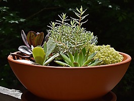 多汁的花园,多汁,植物