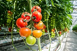 番茄,温室,大棚