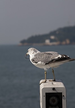 海鸥,海鸟,新增功能