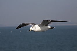 海鸥,海鸟,新增功能