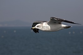 海鸥,海鸟,新增功能