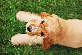 可卡犬语,狗,可卡猎犬