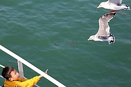 海鸥,海鸟,新增功能
