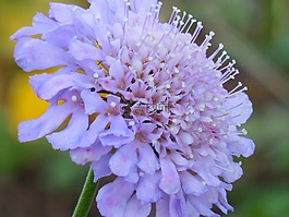 枕形花,盛开,枕