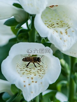 蜜蜂,特写,蕊