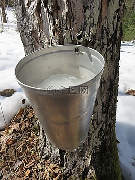 枫,sap,糖浆