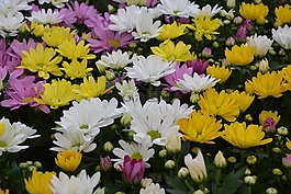 黄色的花朵玫瑰,白,黄菊花