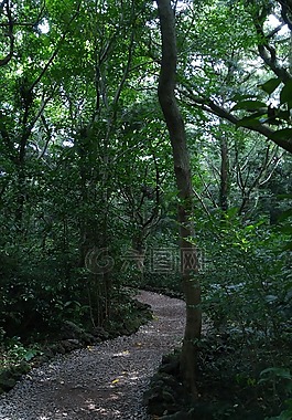 吉,林道,小径