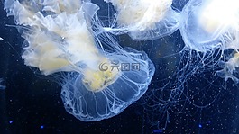 海蜇,临海,海