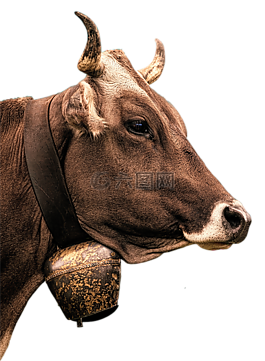 牛奶牛图片 牛奶牛素材 牛奶牛模板免费下载 六图网