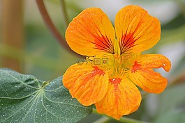 开花,橙,橙花
