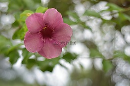 粉红色的花,性质,一千朵玫瑰
