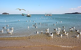 海,新增功能,海鸥