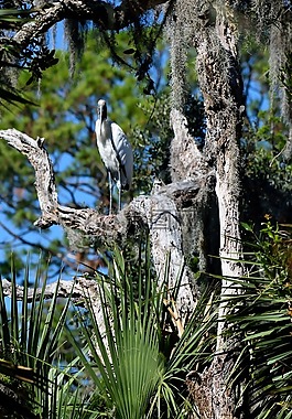 木白鹳,鸟,野生动物
