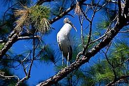 木白鹳,鸟,野生动物