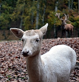 獐鹿,野生,集