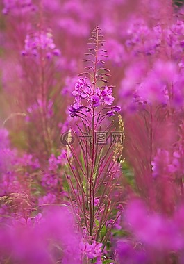希瑟,植物,花