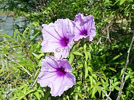 花卉,圣洛伦索医学 do sul,里奥格兰德 do sul
