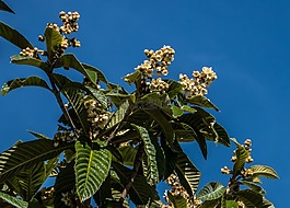 枇杷,开花,花