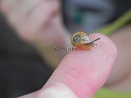 蜗牛,性质,动物区系