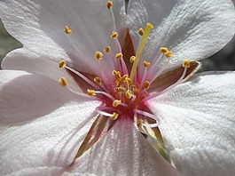 杏仁花,花瓣,柱头