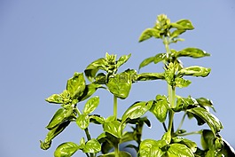 罗勒,草本植物,香料