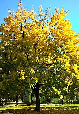 树,秋,黄叶