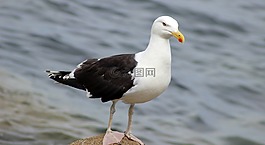 海带鸥,鸥,鸟