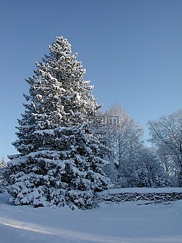 大,云杉,雪域云杉