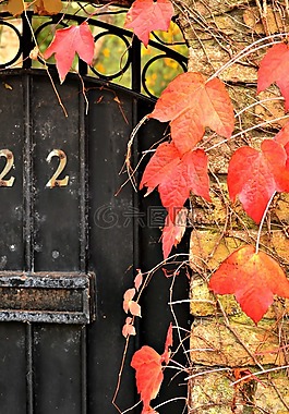 门,秋,叶子