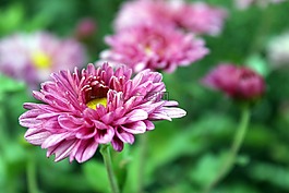 花,粉红色的花,粉红色