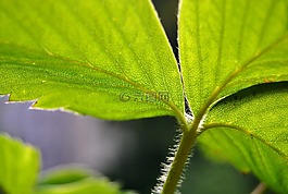 草莓,叶子,结构