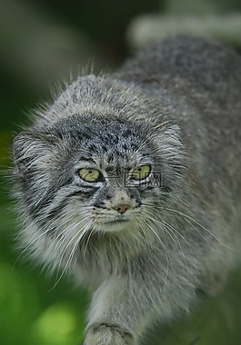 帕拉斯猫,狲,野生猫