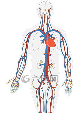 全身循环系统图片 全身循环系统素材 全身循环系统模板免费下载 六图网